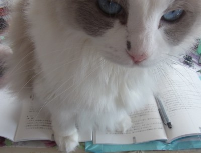 「猫だらけ」
