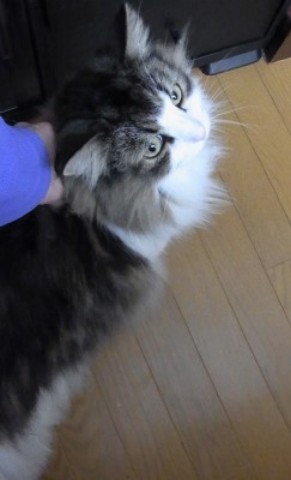「猫だらけ」