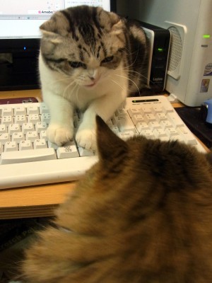 「猫だらけ」