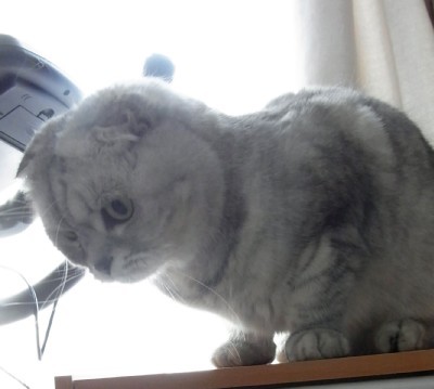 「猫だらけ」