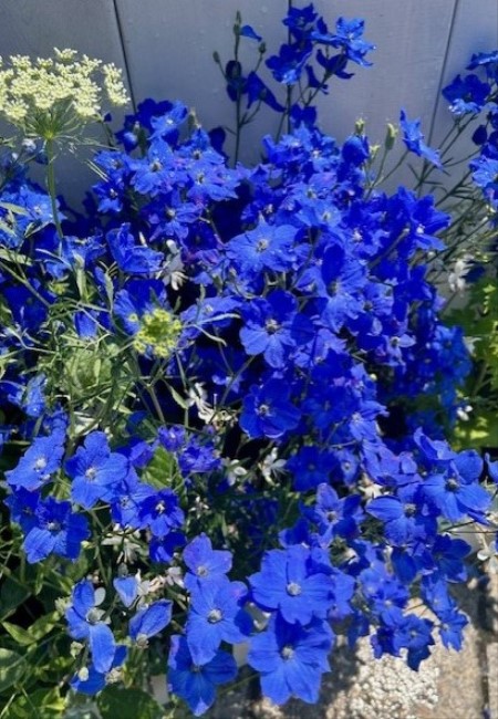 thumbnail_IMG_8746 (1)