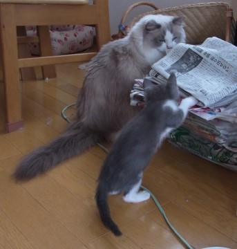 「猫だらけ」
