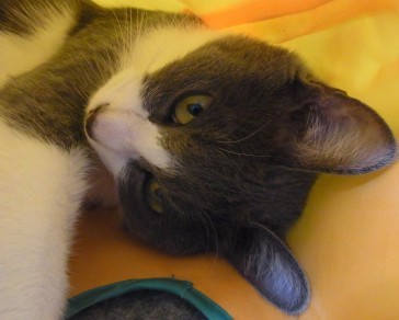 「猫だらけ」