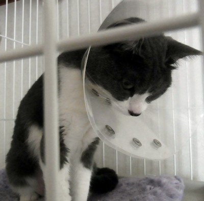 「猫だらけ」