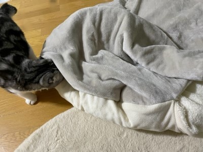 3451