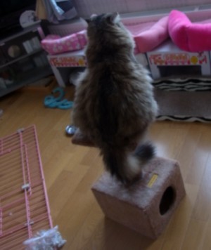 「猫だらけ」