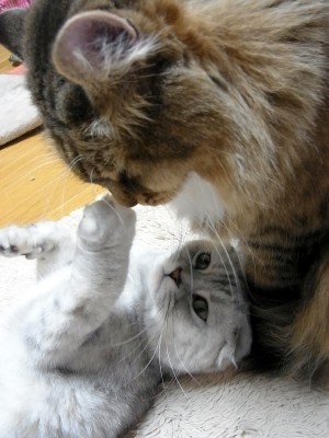 「猫だらけ」