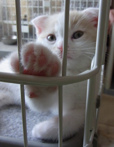 「猫だらけ」