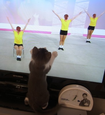 「猫だらけ」