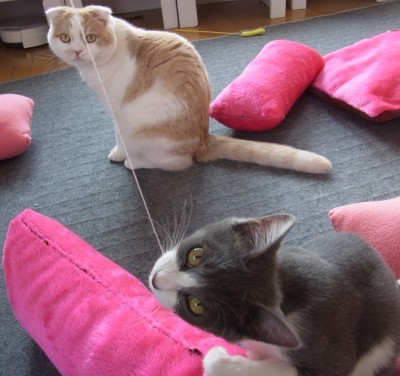 「猫だらけ」