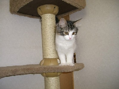 「猫だらけ」