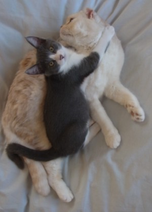 39558965