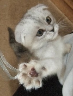 「猫だらけ」