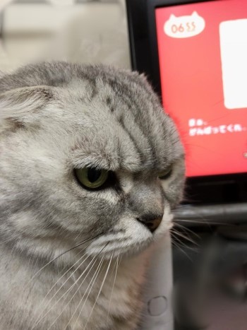 0655 あたし ねこ の楽しみ方 猫だらけ Powered By ライブドアブログ 0655 あたし ねこ の楽しみ方 猫だらけ Powered By ライブドアブログ