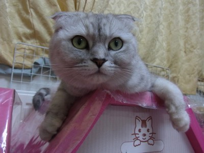 「猫だらけ」