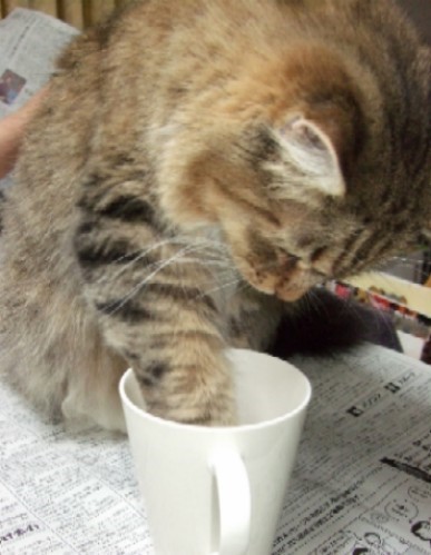 2008_0401猫写真0054