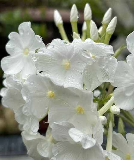 thumbnail_IMG_4810 (1)