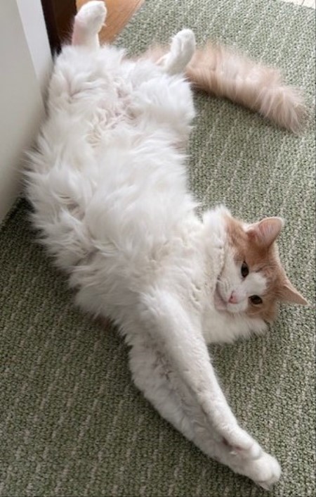 035c7cfe-29aa-4a6a-bb3e-0ab5348844eb