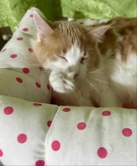 thumbnail_IMG_2913 (1)