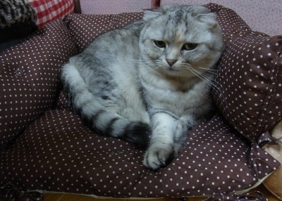 「猫だらけ」