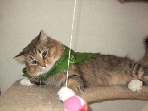 2008_0404猫写真0021