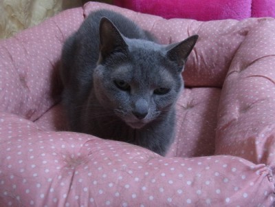 「猫だらけ」
