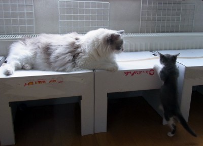 「猫だらけ」