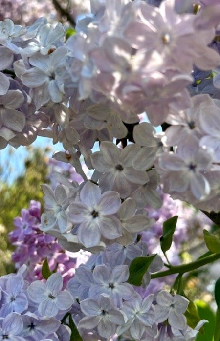 thumbnail_IMG_6824