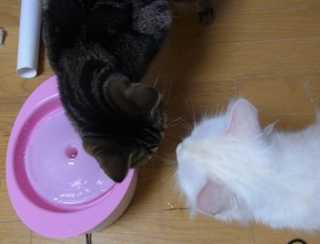 「猫だらけ」