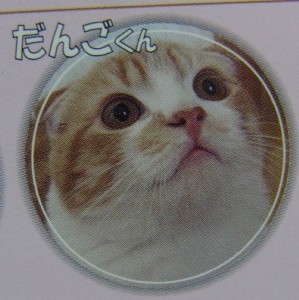 「猫だらけ」