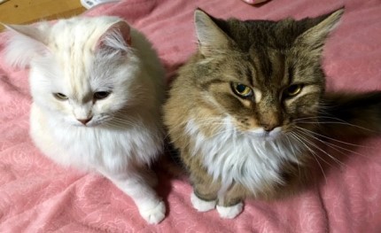 つみきとジェニー