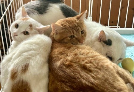 thumbnail_IMG_4003 (2)