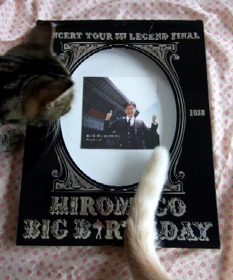 「猫だらけ」