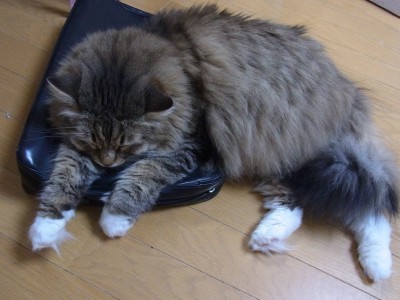 「猫だらけ」