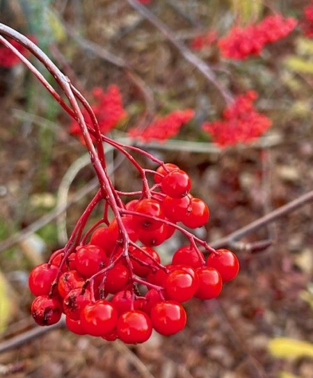 thumbnail_IMG_8684 (1)