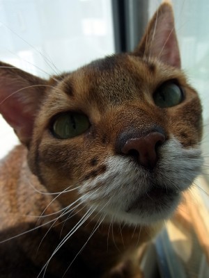 「猫だらけ」