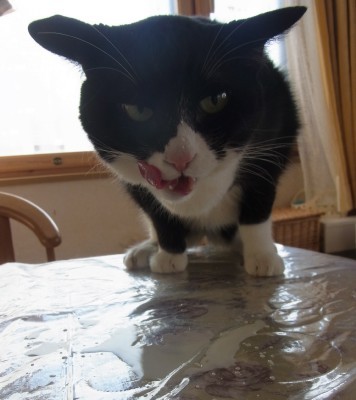 「猫だらけ」