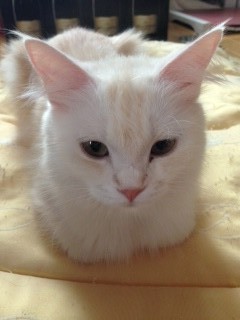 「猫だらけ」