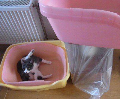 「猫だらけ」