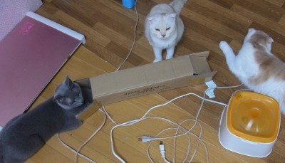「猫だらけ」