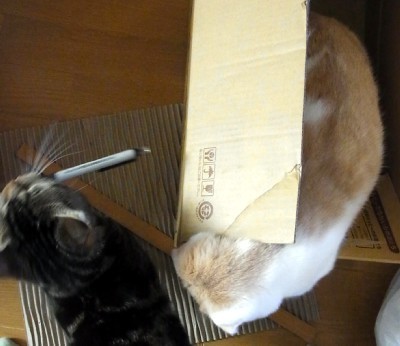 「猫だらけ」