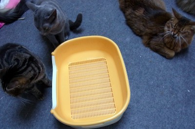 「猫だらけ」