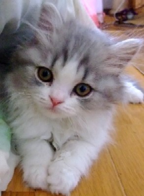 「猫だらけ」