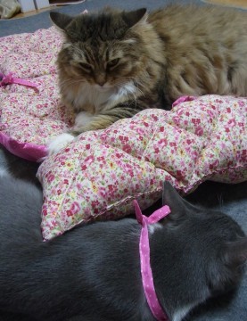 「猫だらけ」