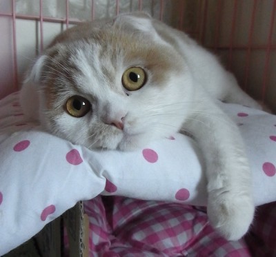 「猫だらけ」