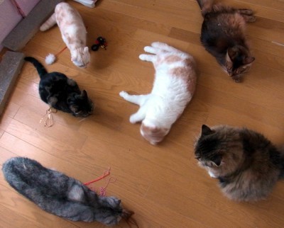 「猫だらけ」