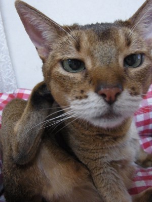 「猫だらけ」