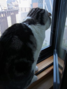 「猫だらけ」