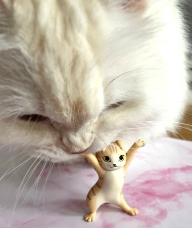 ダイソーのネコ柄の接触冷感マスク : 猫だらけ Powered by ライブドア 