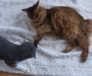 「猫だらけ」